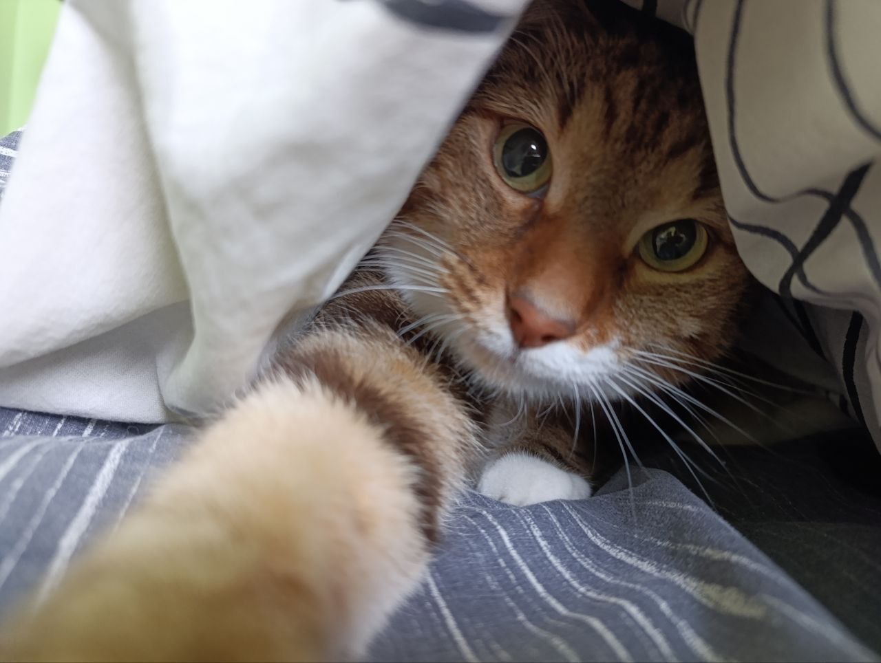 cat